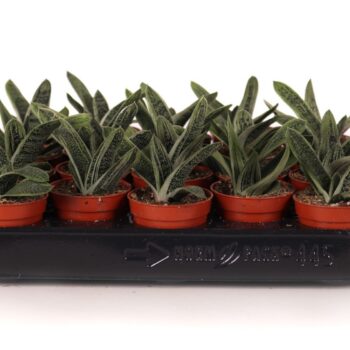 Gasteria little warty