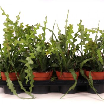 Epiphyllum anguliger