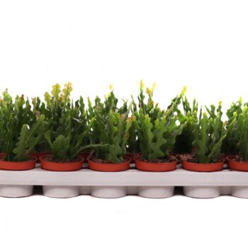 Epiphyllum anguliger