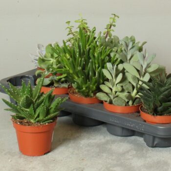 Succulenten mix