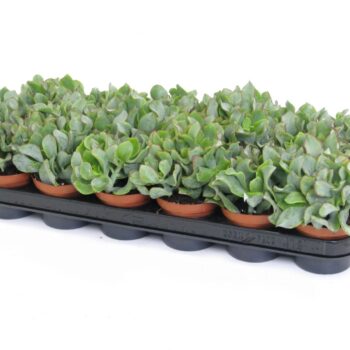 Crassula arborescens cristaat