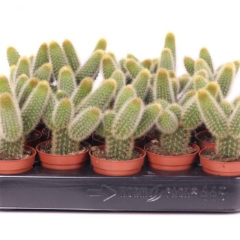 Hildewint aureispina