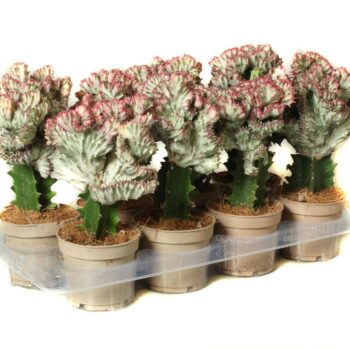 Euphorbia lactea cristata