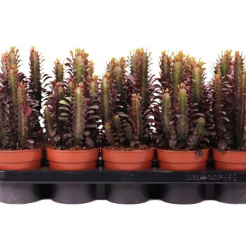 Euphorbia trigona rubra