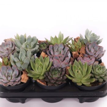 Succulenten trio
