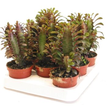 Euphorbia trigona rubra