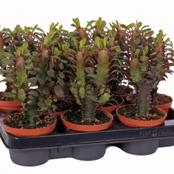 Euphorbia trigona rubra