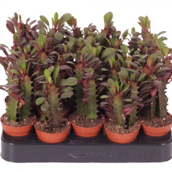 Euphorbia trigona rubra