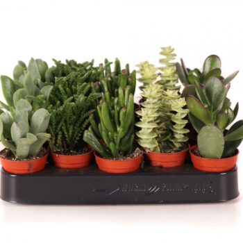 Crassula mix