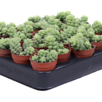 Sedum burrito
