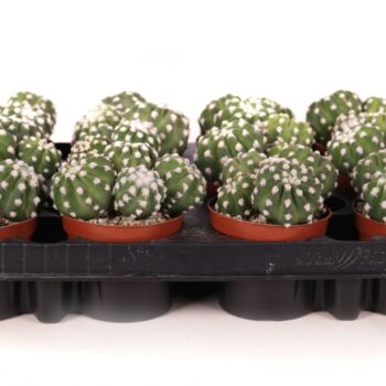 Echinopsis denudatum