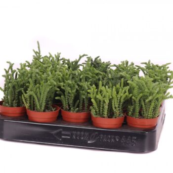 Crassula lycopodioides