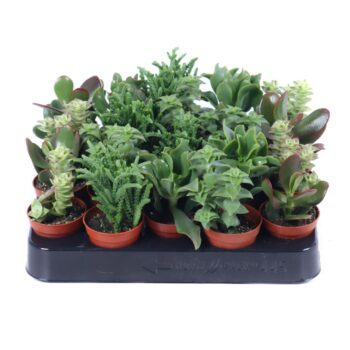 Crassula mix