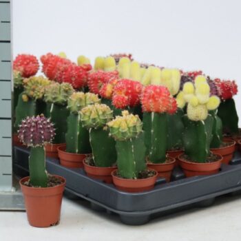 Cactus geent mix