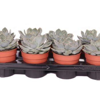 Echeveria grande cinza