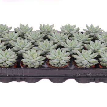 Echeveria estrela
