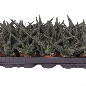 Haworthia royal highness