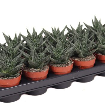 Haworthia royal highness