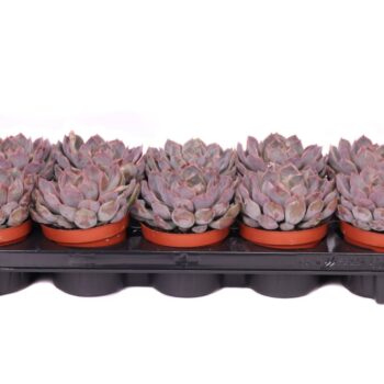 Echeveria summer