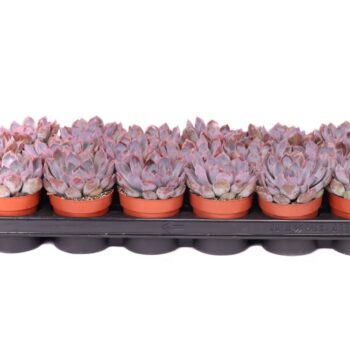 Echeveria summer