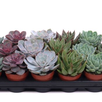 Echeveria mix