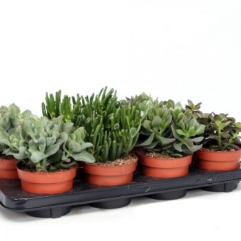 Crassula mix