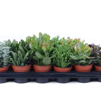 Crassula mix