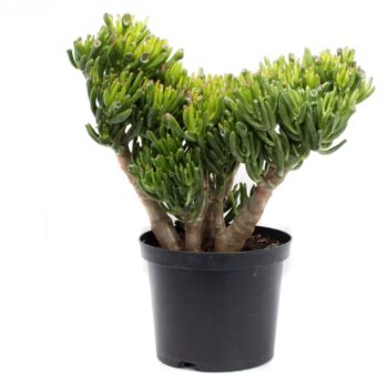 Crassula hobbit