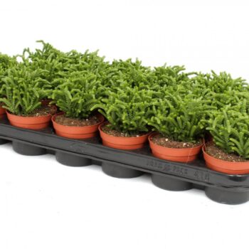 Crassula lycopodioides