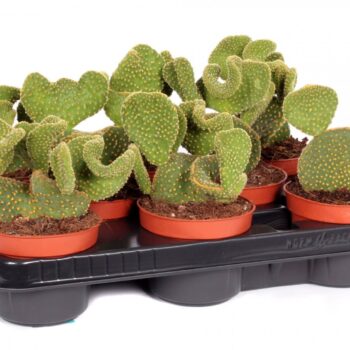 Cactus opuntia microdasys