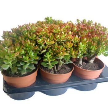 Crassula minor
