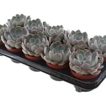 Echeveria garoto