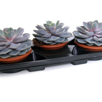 Echeveria perle von nurnberg