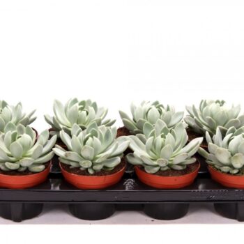 Echeveria scheideckerii