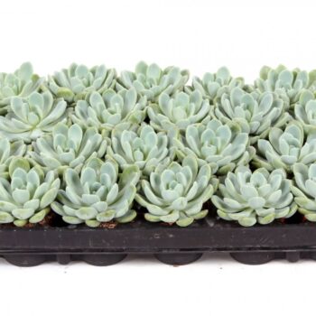 Echeveria scheideckerii