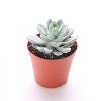Echeveria scheideckerii