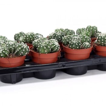 Echinopsis subdenudatum