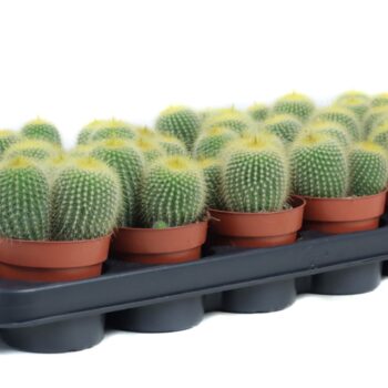 Eriocactus leninghausi