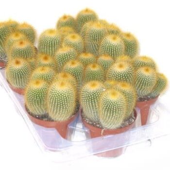 Eriocactus leninghausi