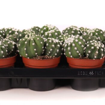 Echinopsis subdenudatum