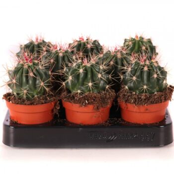 Ferocactus stainesii