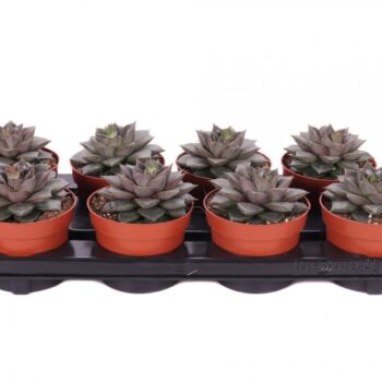 Echeveria graptopetalum purpusorum