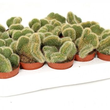 Hildewinteria aureispina cristaat