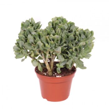 Crassula arborescens cristaat