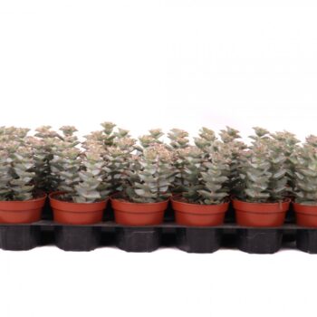 Crassula perforata giant