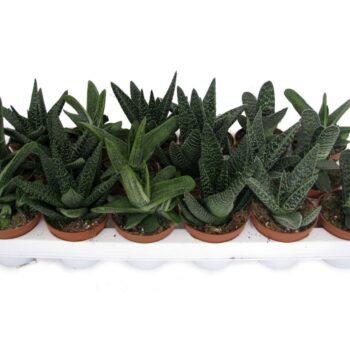 Gasteria mix
