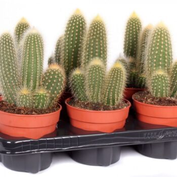 Vatricania guentherii