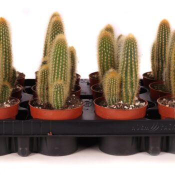 Weberbauerocereus johnstonii