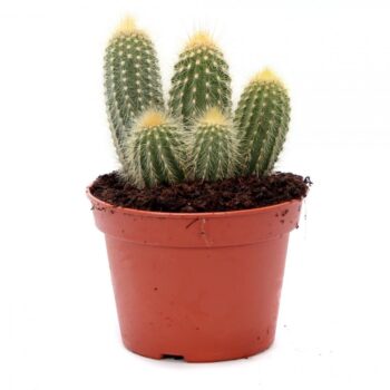 Vatricania guentherii