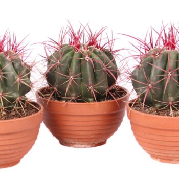 Ferocactus latispinus